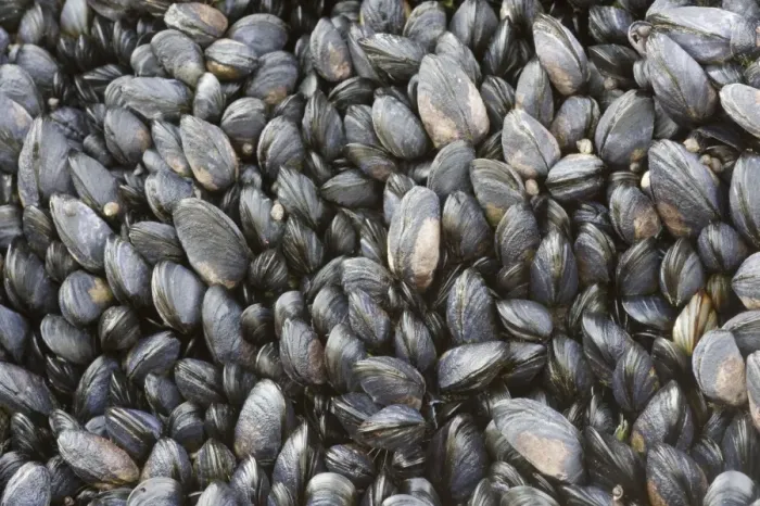 Framed Print : Young Common Mussel exposed at low tide - Brough Head - Orkney Mainland IN000925 Framed Print : Young Common Mussel exposed at low tide - Brough Head - Orkney Mainland IN000925