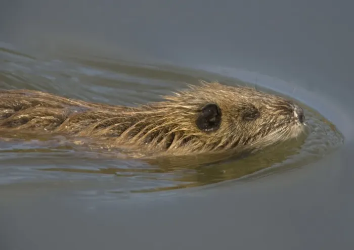 Framed Print : Young Coypu - swimming Framed Print : Young Coypu - swimming