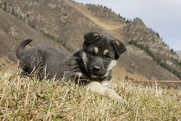 Young dog, Tienschan, Kazakhstan
