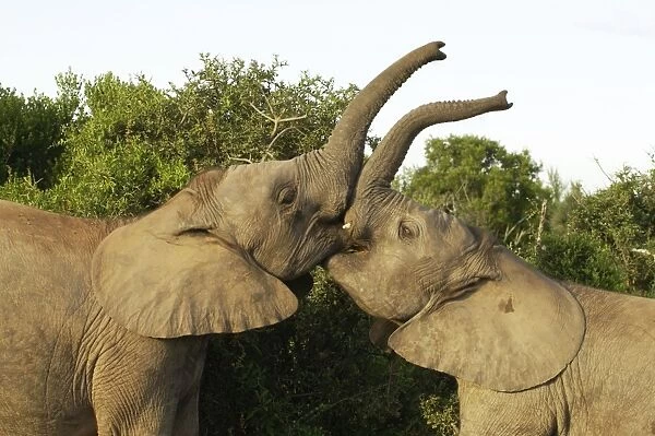 Young Elephants Sparing - Addo Elephant National Park, Eastern Park, South Africa