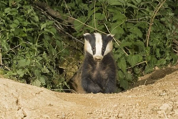 Young European badger - emerging from sett Cotswolds UK