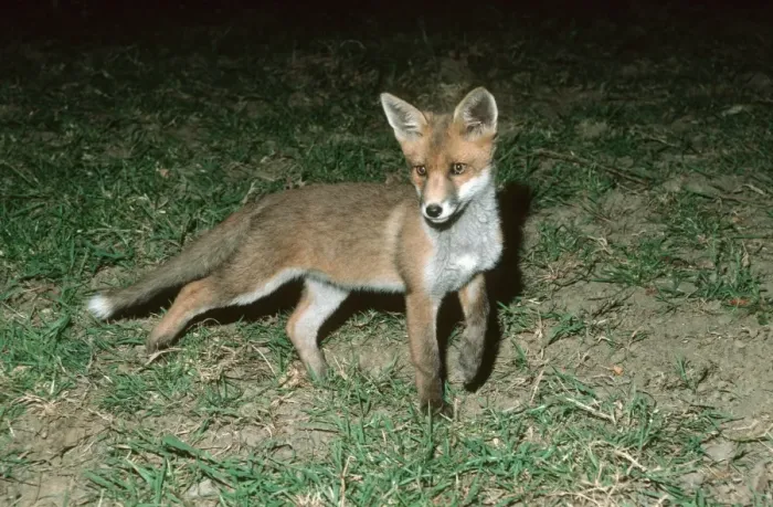 Framed Print : Young European fox - Cotswolds, UK Framed Print : Young European fox - Cotswolds, UK
