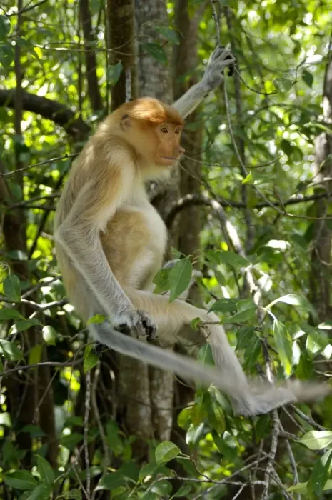 Framed Print : Young female Proboscis monkey (called Adi by sanctuary keepers), wild but relatively tame, came with its pack to feed at Labuk Bay Proboscis Monkey Sanctuary from rainforest and hangs around, waiting for fruits to be brought; typical in Labuk Bay Framed Print : Young female Proboscis monkey (called Adi by sanctuary keepers), wild but relatively tame, came with its pack to feed at Labuk Bay Proboscis Monkey Sanctuary from rainforest and hangs around, waiting for fruits to be brought; typical in Labuk Bay