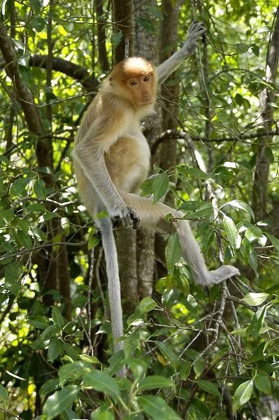 Young female Proboscis monkey, wild but relatively tame, came with its pack from surrounding rainforest to feed at Labuk Bay Proboscis Monkey Sanctuary; typical in Labuk Bay, Sabah, Borneo, Malaysia; June Ma39. 3017