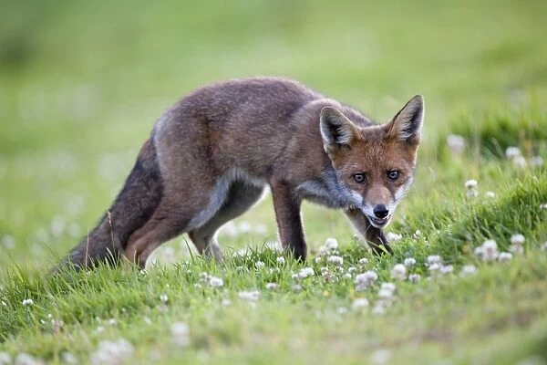Young Fox - Cornwall - UK