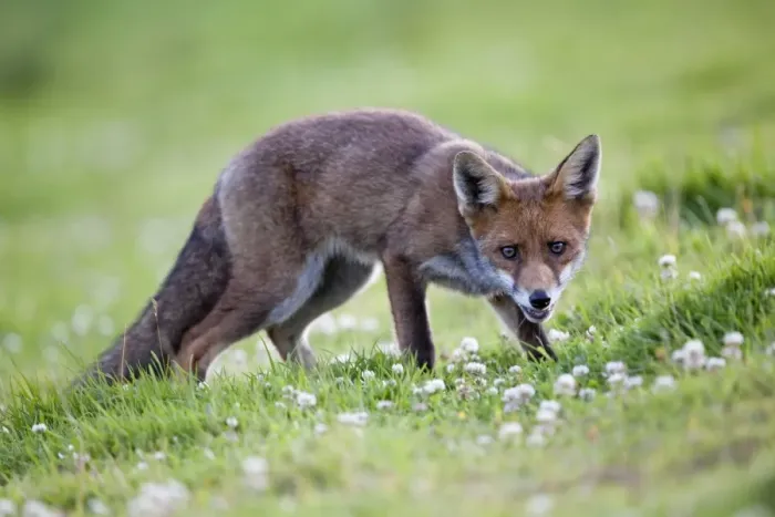 Framed Print : Young Fox - Cornwall - UK Framed Print : Young Fox - Cornwall - UK