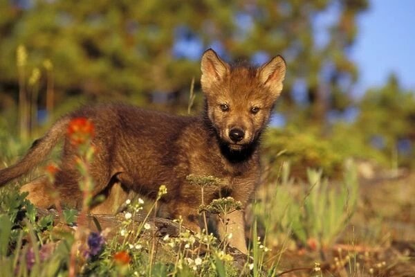 Young Gray Wolf pup among wildflowers. Western U. S. summer