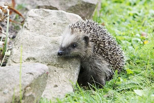 Young Hedgehog - climbing over rockery in garden, Lower Saxony, Germany