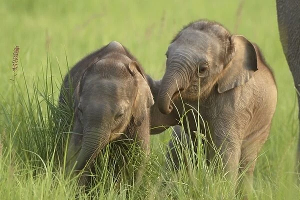 Young Indian  /  Asian Elephants - playing Corbett National Park, Uttaranchal, India