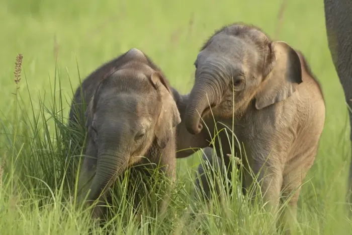 Framed Print : Young Indian / Asian Elephants - playing Corbett National Park, Uttaranchal, India Framed Print : Young Indian / Asian Elephants - playing Corbett National Park, Uttaranchal, India