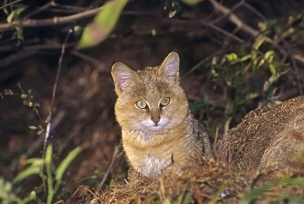 Young Jungle Cat in the bush, Keoladeo National Park, India