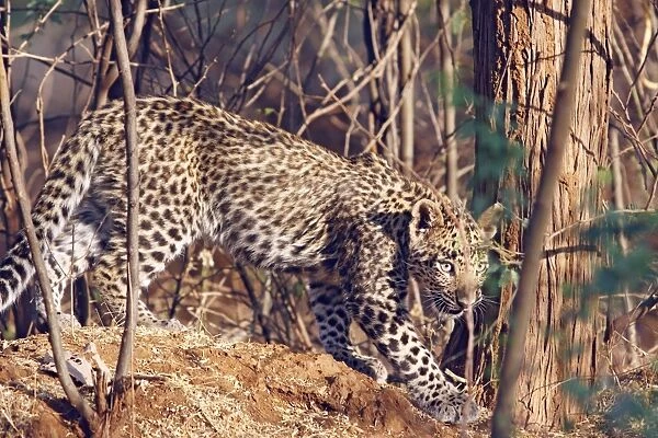 Young Leopard in the bush. Ranthambhor National Park, India
