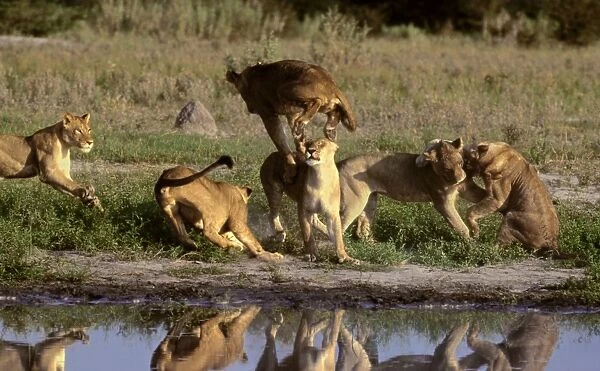 Young lions CRH 894 Romping in the cool of early morning - Moremi, Botswana. Panthera leo. © Chris Harvey  /  ARDEA LONDON