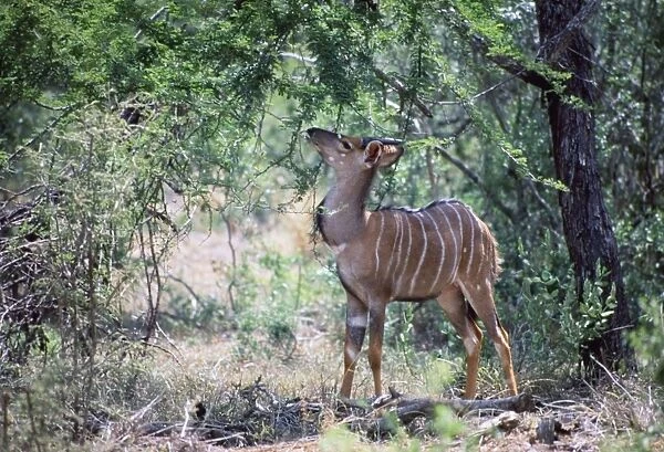 Young male nyala - browsing foliage in shade of tree. Endemic to lowveld of Southern Savanna, inhabiting densely wooded habitat near water. Mixed feeder, eating leaves, pods, fruits, herbs and grass