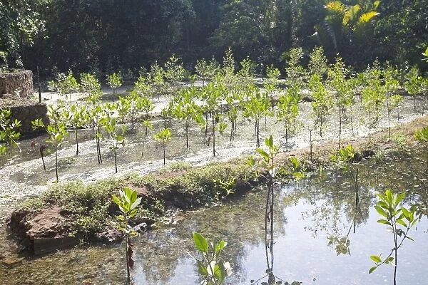 Young Mangroves planted for purifying water Haller Park Mombasa Kenya