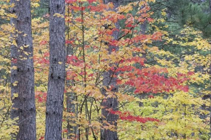 Framed Print : Young Maple Trees growing in Commercial Pine Forest Upper Penninsular Michigan, USA LA004423 Framed Print : Young Maple Trees growing in Commercial Pine Forest Upper Penninsular Michigan, USA LA004423