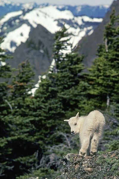 Young Mountain Goat kid surveys his mountainous home. Western U. S. June. Mg156