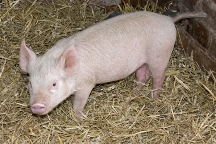 Framed Print : Young Pig on straw bedding - UK Framed Print : Young Pig on straw bedding - UK