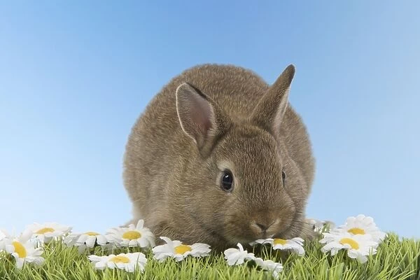 Young Rabbit - on grass with daisies Digital Manipulation: blue sky background