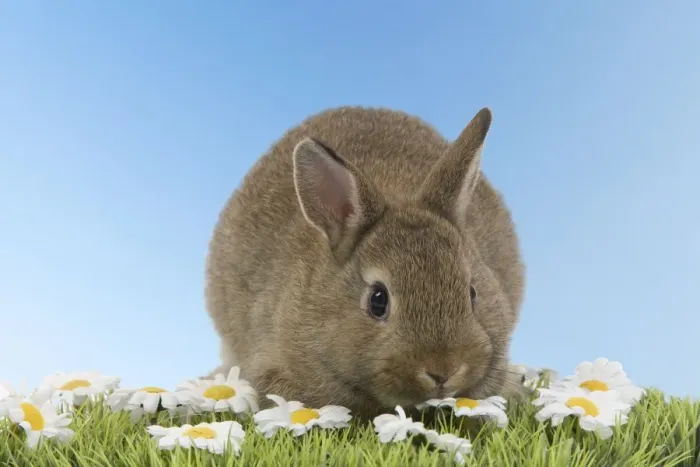 Framed Print : Young Rabbit - on grass with daisies Digital Manipulation: blue sky background Framed Print : Young Rabbit - on grass with daisies Digital Manipulation: blue sky background