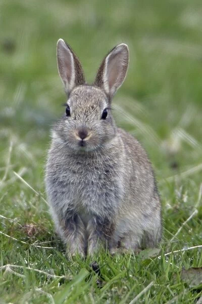 Young Rabbit - Sitting in a meadow Northumberland, England