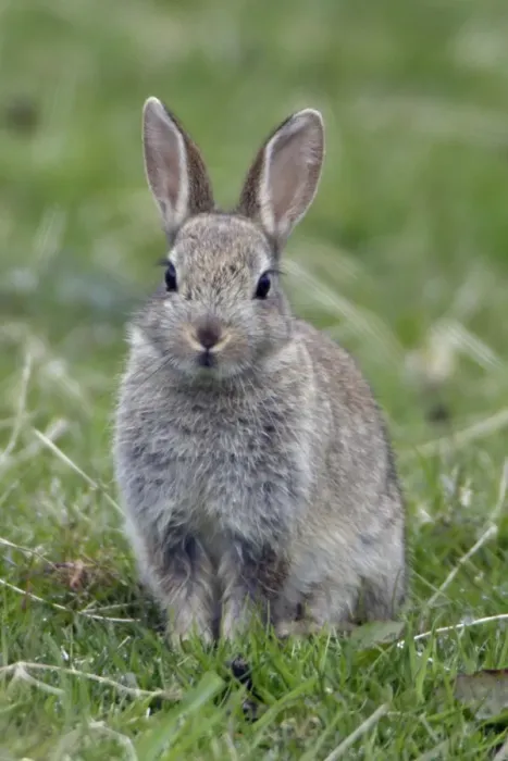 Framed Print : Young Rabbit - Sitting in a meadow Northumberland, England