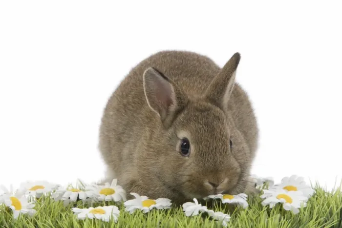Framed Print : Young Rabbit - in studio on grass & flowers Framed Print : Young Rabbit - in studio on grass & flowers