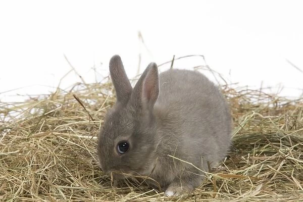 Young Rabbit - in studio hay