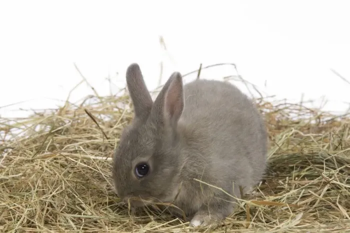 Framed Print : Young Rabbit - in studio hay Framed Print : Young Rabbit - in studio hay