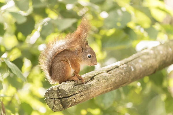 young Red Squirrel on a branch