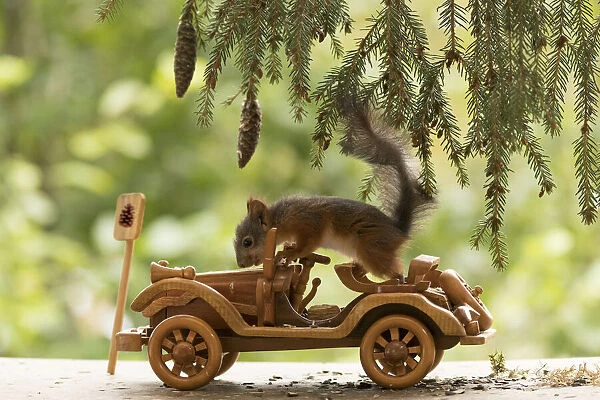 young Red Squirrel with an car