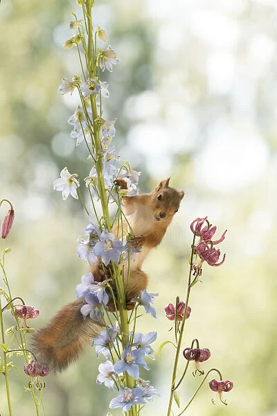 young Red Squirrel climbs in Delphinium flowers