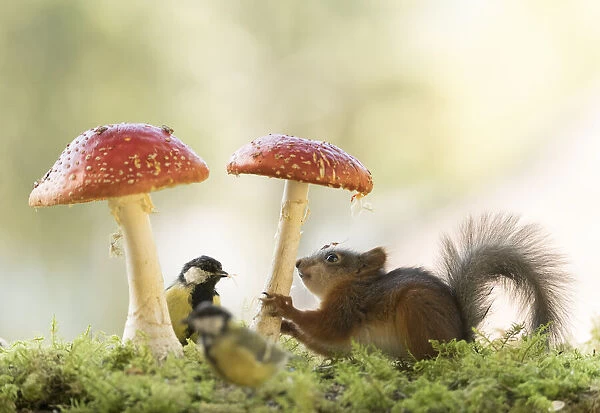 young Red Squirrel and great tit with mushroom