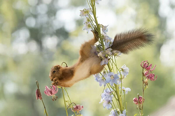 young Red Squirrel hangs in Delphinium flowers