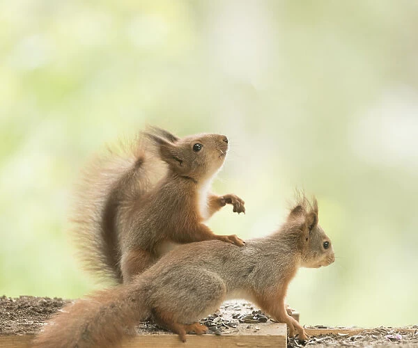 young Red Squirrel hold another
