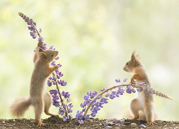 young Red Squirrel holding lupine flowers