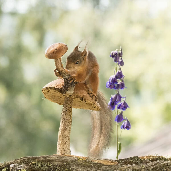young Red Squirrel holding a mushroom