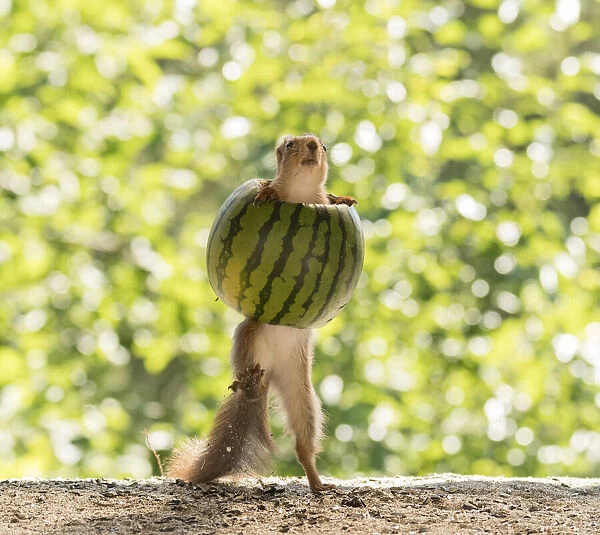 young Red Squirrel inside a watermelon