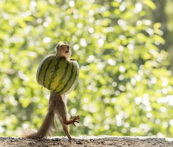 young Red Squirrel inside a watermelon