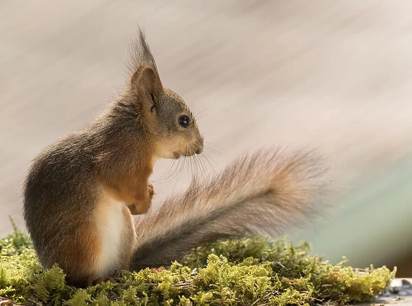 young Red Squirrel looking away