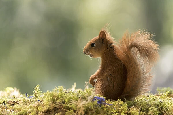 young Red Squirrel looking away