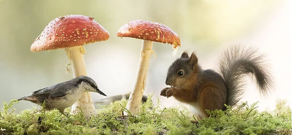young Red Squirrel and nuthatch with mushroom