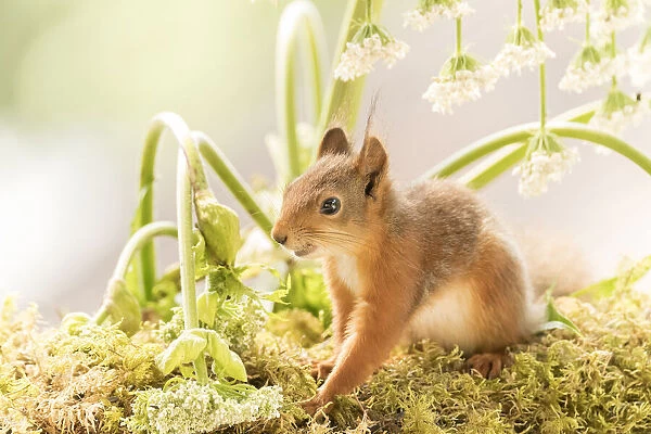 young Red Squirrel standing under giant hogweed