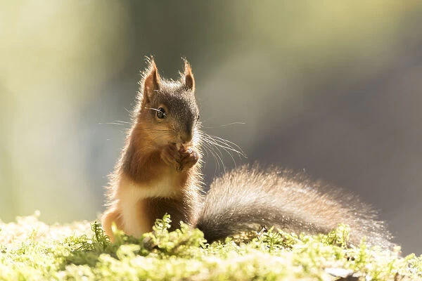 young Red Squirrel standing on moss