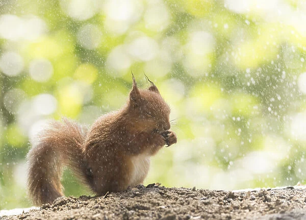 young Red Squirrel standing in the rain
