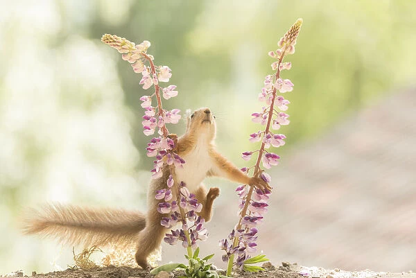 young Red Squirrel steps in lupine flowers