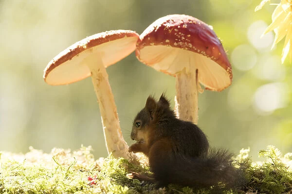 young Red Squirrel with a toadstool