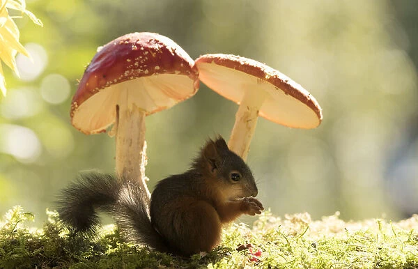 young Red Squirrel with a toadstool