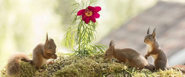young Red Squirrels with fern leaf peony flower
