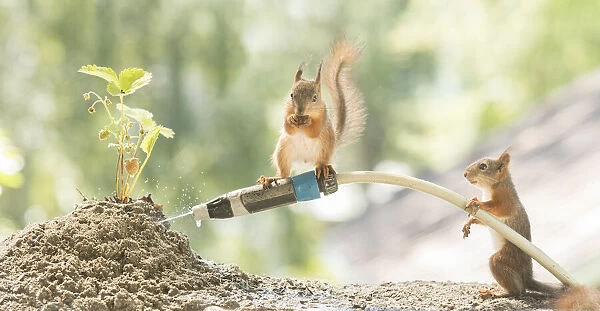 young Red Squirrels are holding a water hose